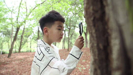 小男孩拿着放大镜观察树木视频素材模板下载