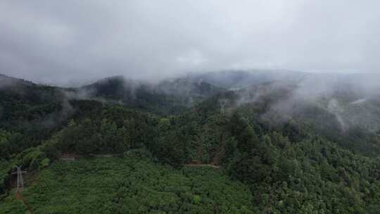 森林植物清晨迷雾航拍