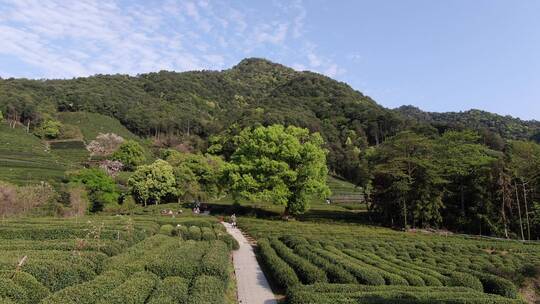 杭州西湖龙井茶园