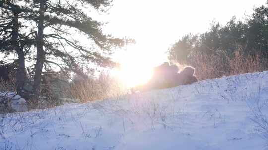 日落时在树上的雪地里和孩子玩耍的人