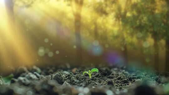 植物幼苗发芽和生长