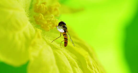 一只蝇在花蕊上采蜜