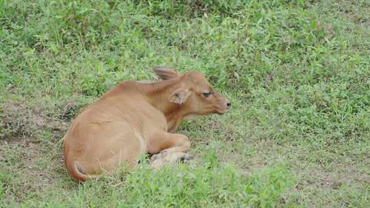 草原上的黄牛在休息和反刍