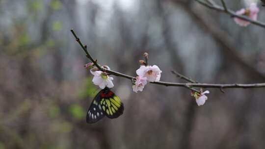 蝴蝶在梅花上采蜜