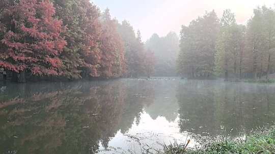 南京燕雀湖：多彩树木与湖水相映的自然风光