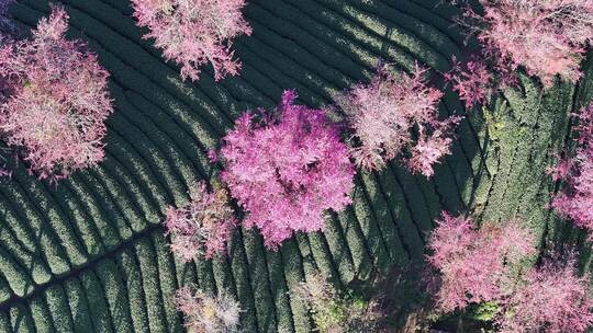 俯拍大理无量山樱花谷