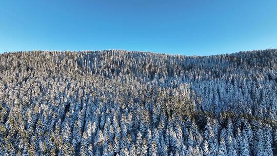 航拍冬天大雪后的松树林