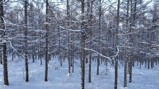 松林雪淞