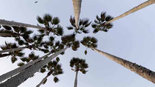 Washingtonia filifera加州风格的棕榈树，叶子随风滚动