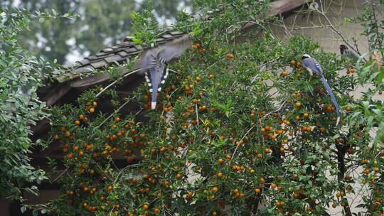 一群长尾巴鸟在金单子树上摘果实
