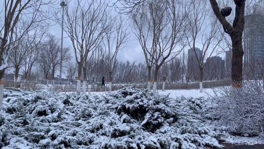 下雪公园树林步行者