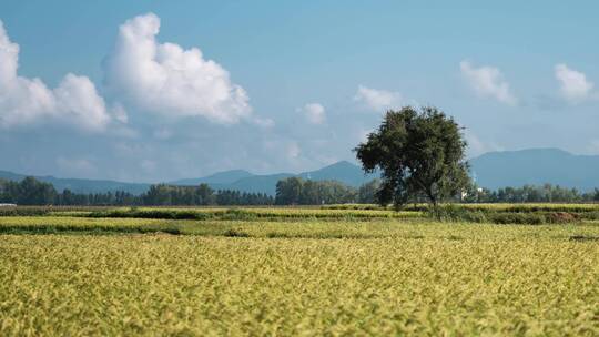 东北稻田五常大米种植水稻视频素材模板下载