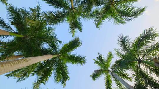 仰拍仰视热带风情棕榈树大王椰子树