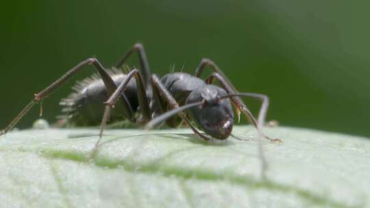 蚂蚁在绿叶上爬行的特写慢动作