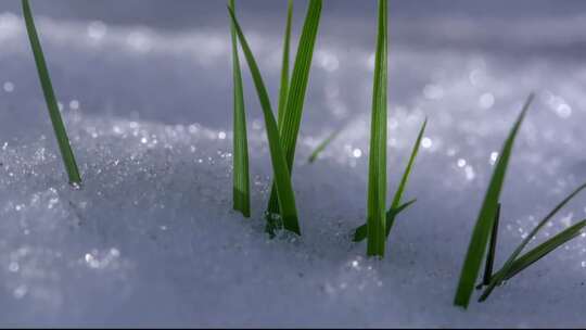 冰雪融化 植物苏醒 万物复苏