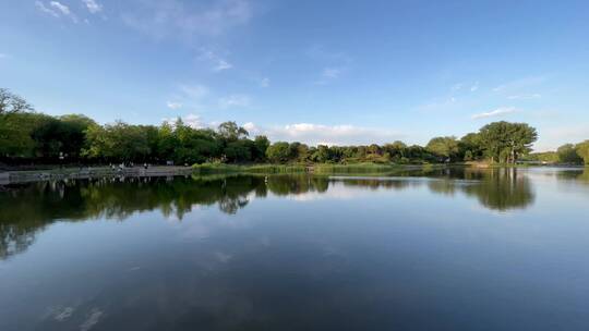 北京圆明园湖面傍晚鹈鹕站在湖中