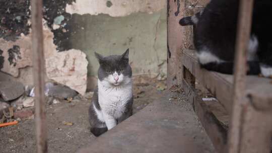 灰白色流浪猫坐在破旧的城市环境中看着其他