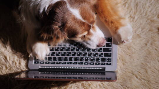 狗看在笔记本电脑视频素材模板下载
