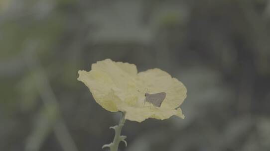 微观世界 花朵 蝴蝶 昆虫世界 花朵授粉