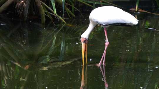 黄嘴鹳（Mycteria ibis）在浅