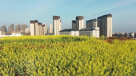 义乌苏溪春季城市油菜花风光航拍