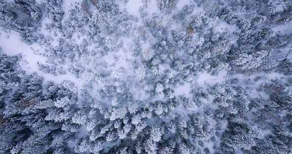 在霜冻的日子里，一个神话般的冬季景观与树木的自上而下视图