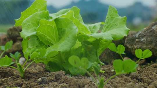 菜洒水种菜菜地菜生长