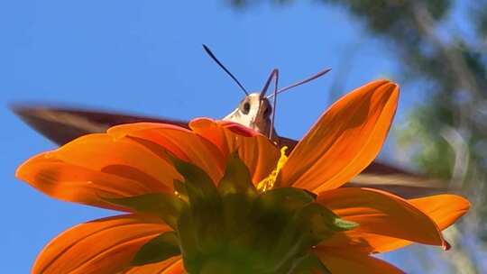 蜂鸟鹰鹅飞舞蛾子采蜜百花盛开夏至夏天夏季