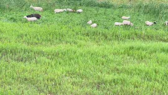 羊吃草草坪