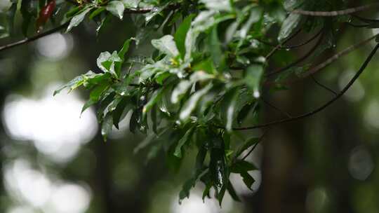 雨中的树叶