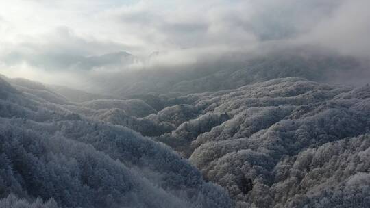 森林-航拍森林-大自然森林云雾-云海雪景