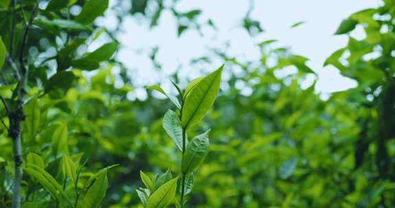 茶叶茶芽滴水茶树茶园自然生长空镜