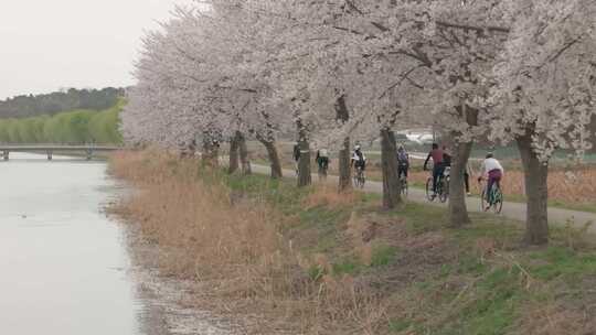 航拍春季户外骑行骑自行车队车友
