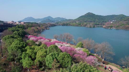 湘湖梅花