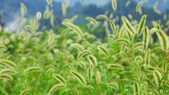 狗尾巴草草丛野草植物狗尾草公园唯美风景