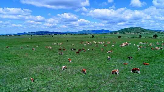 内蒙古草原上的牛群视频素材模板下载