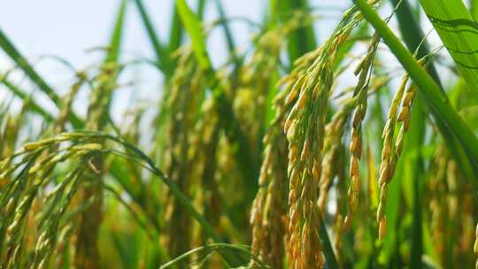 金黄饱满稻穗特写