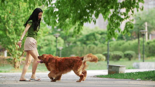 美女和金毛犬在夏天公园里玩耍吃零食