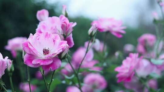 粉红色月季花 草莓冰山月季花 2164