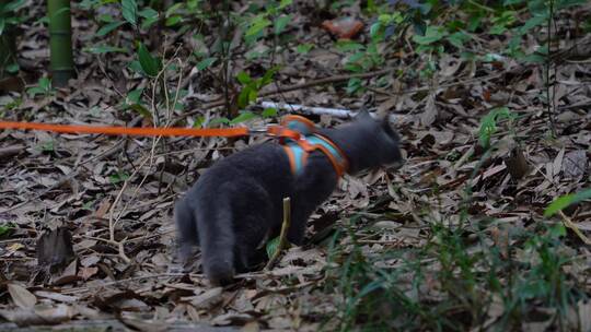 4K竹林中嬉戏玩耍的可爱蓝猫猫咪