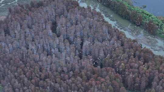 中国广东省珠海市斗门区磨刀门水道落羽杉