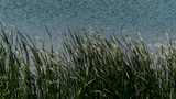 风吹湖边的野草高清在线视频素材下载