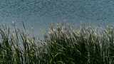 风吹湖边的野草高清在线视频素材下载