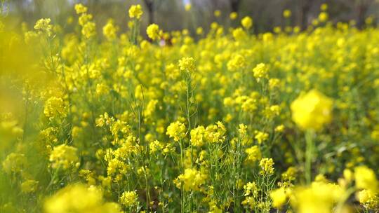 实拍春天植物生长视频