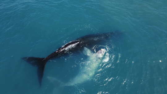 罕见地看到斑纹（白色）南露脊鲸和它的妈妈