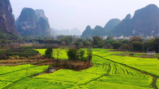 遇龙河油菜花