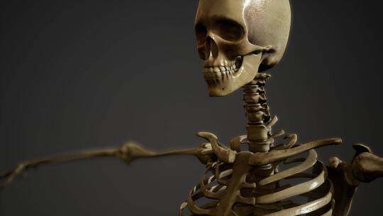 人体 骨骼 骨架 脊柱 脊椎 医学 头骨