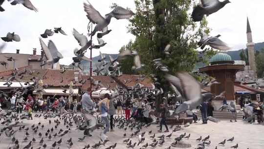 广场的鸽群、旅游景点的鸽子视频素材模板下载