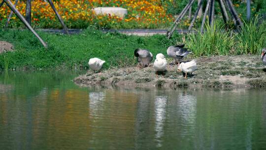 4K升格实拍公园里河岸上放养的鸭子和鹅