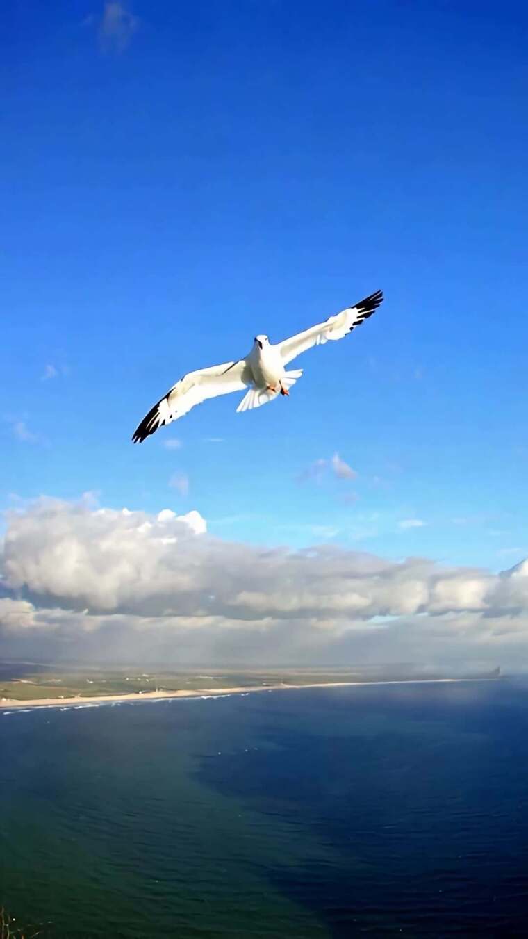 海鸥于蓝天大海间飞翔
